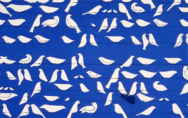 Birds Birds